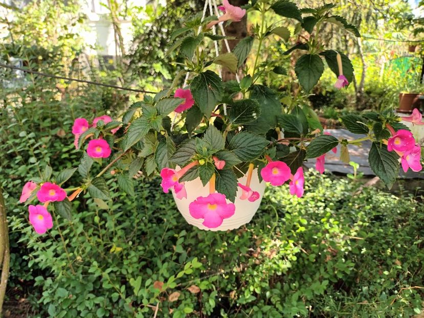 In fiecare zi - Acasă e la mama