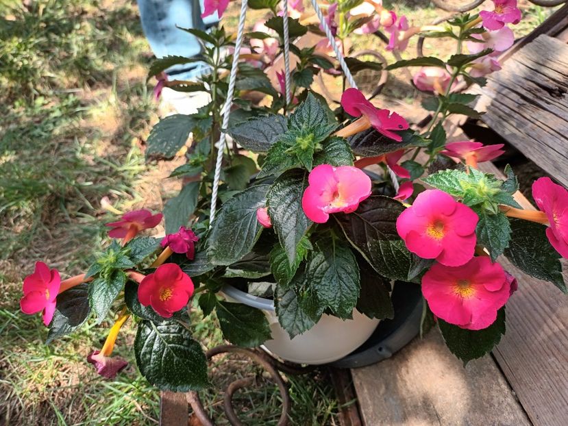 Nu exista iubire mai mare ca a unui parinte - Acasă e la mama