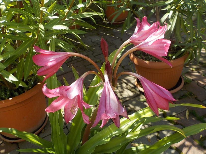  - crinum powelii bosanquet