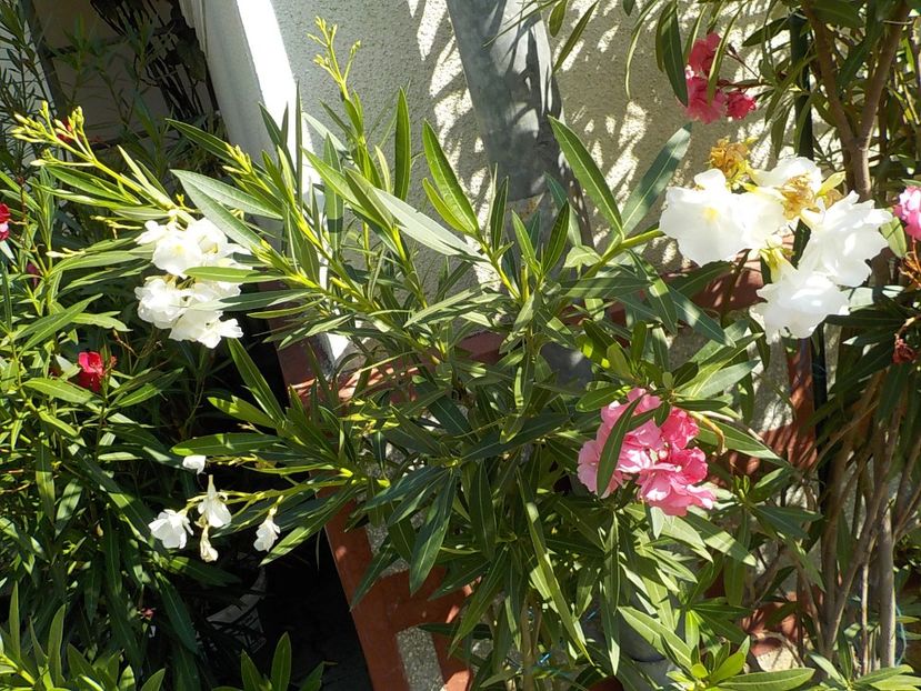  - mont blanc leandru nr 22