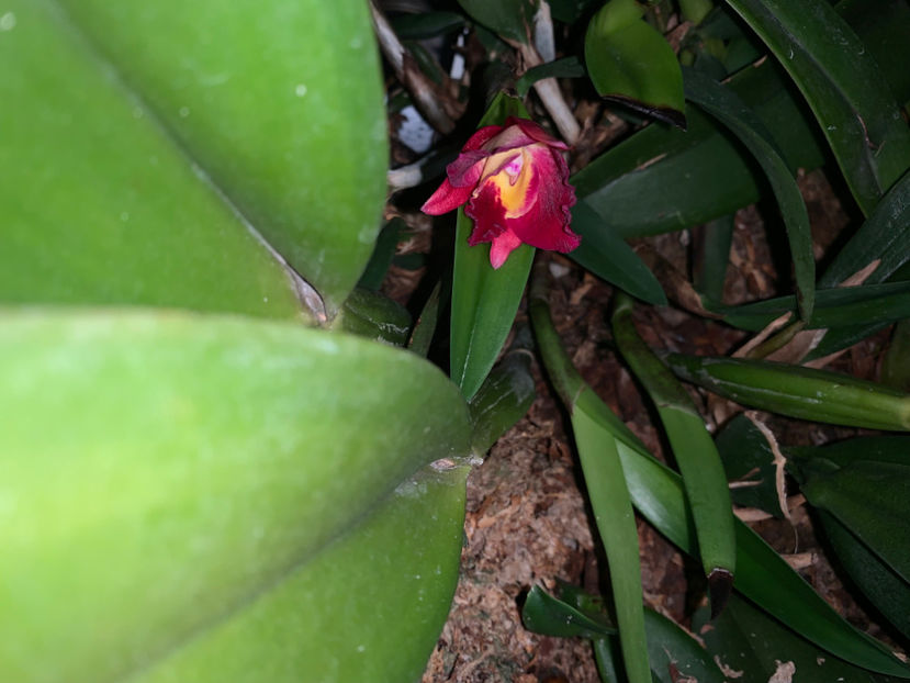  - Plante de interior 2023