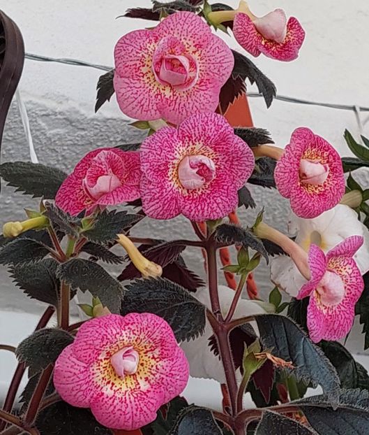  - RFs ROBERTO RAINBOW DREAM