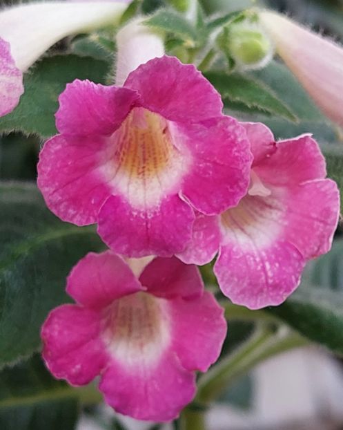  - AAA RIZOMI ACHIMENES DISPONIBILI -2023