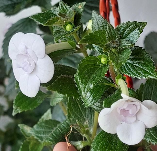  - Double Picotte Rose