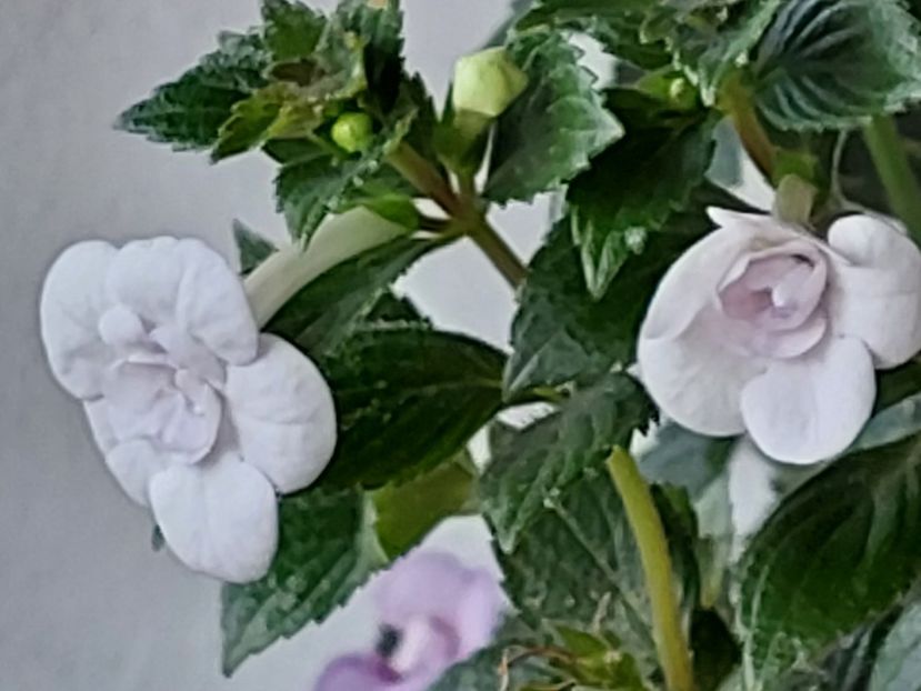  - Double Picotte Rose