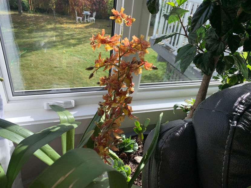  - Plante de interior 2023