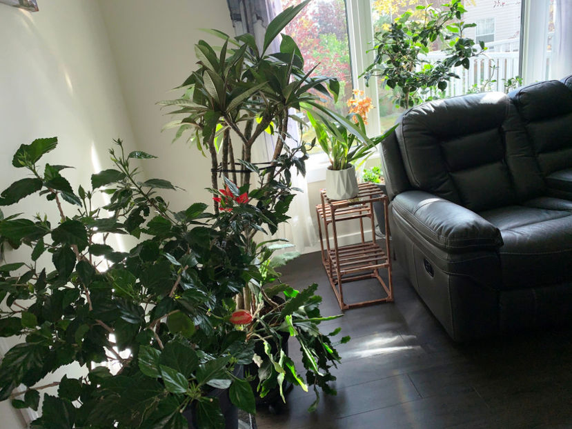 am devenit plante de interior :) - Plante de interior 2023