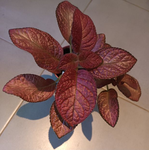 Cresc greu la mine datorita luminii putine - Strawberry Mist