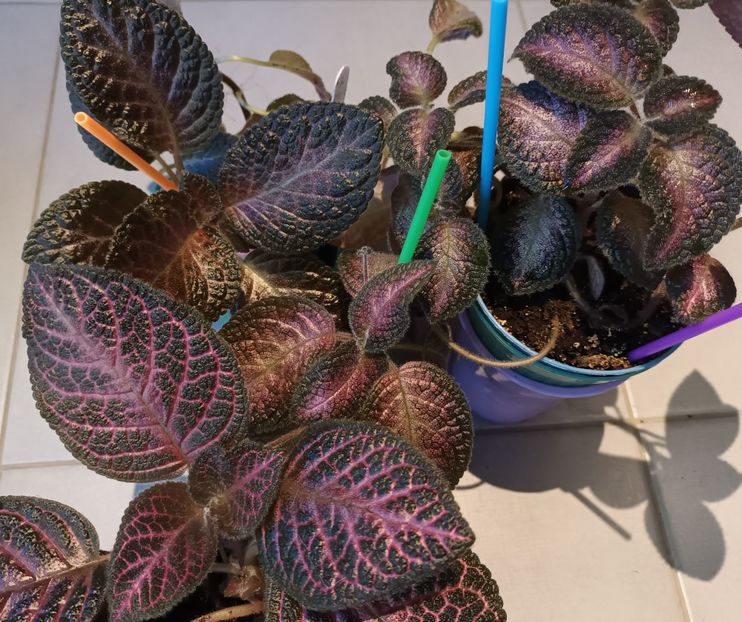 Grupul vesel ;) - Achimenes si alte gesneriaceae - la studiat
