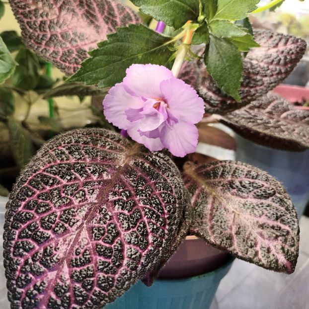 ;) - Episcia