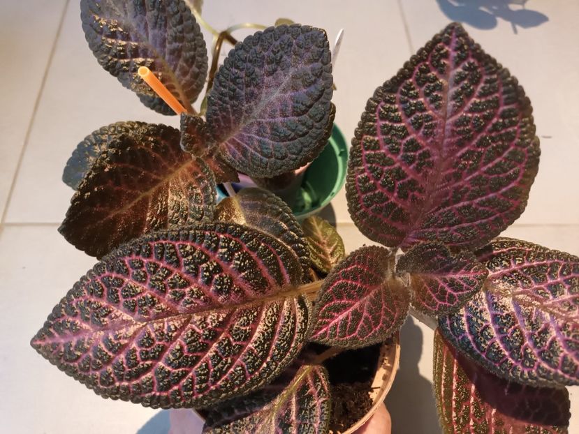  - Episcia