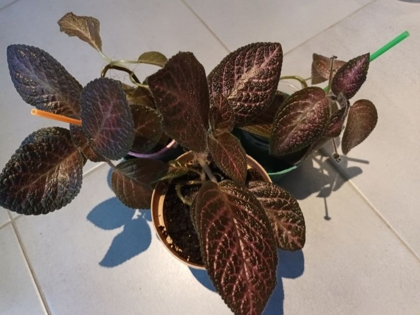 Diferite varietati - Episcia