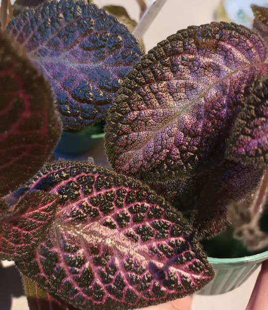  - Achimenes si alte gesneriaceae - la studiat