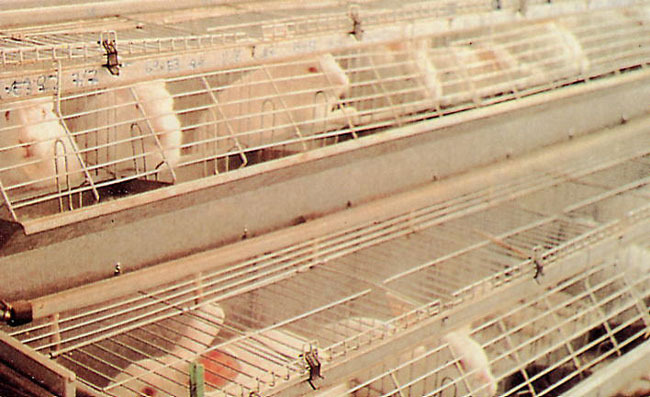 cages-001 - 1 - Custi