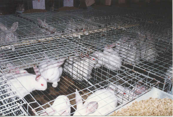 cages-004 - 1 - Custi