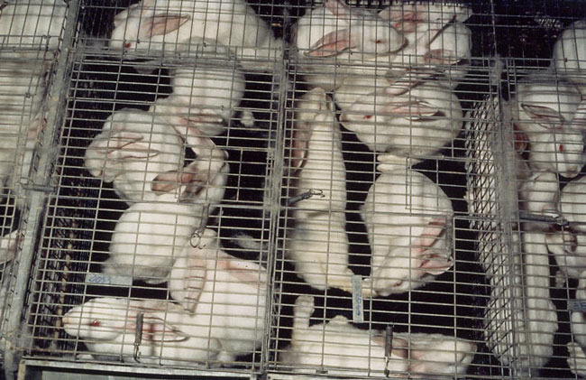 cages-005 - 1 - Custi