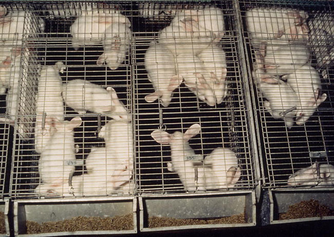 cages-006 - 1 - Custi