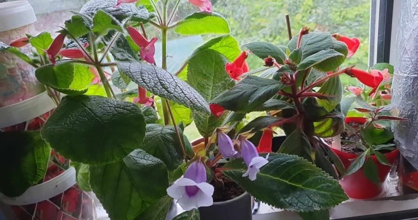 received_1925891367794044 - Sinningia Spring Melody