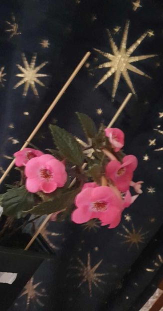 received_305686278750493 - RF_s Pink Parasol