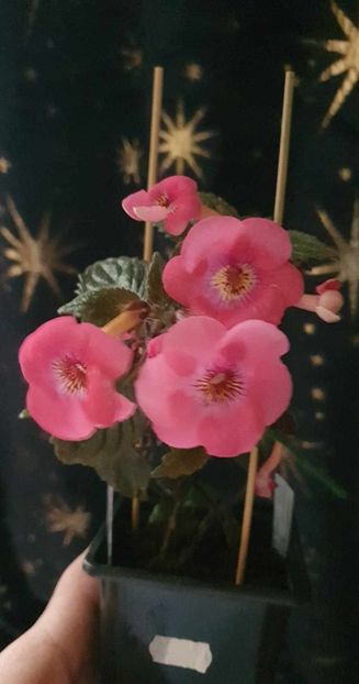 received_1733504090420239 - RF_s Pink Parasol