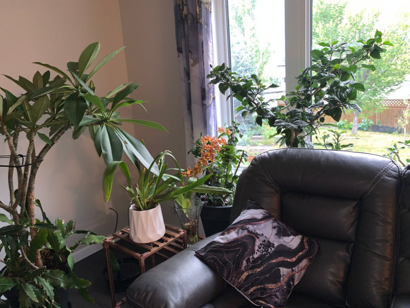  - Plante de interior 2023