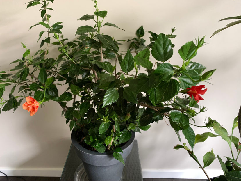  - Plante de interior 2023