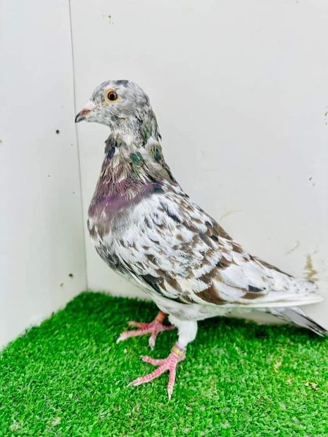  - Nu îmi aparțin 6