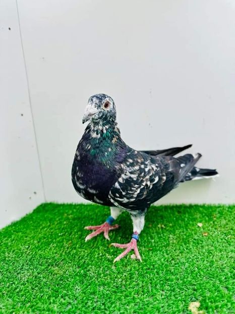  - Nu îmi aparțin 6