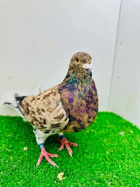  - Nu îmi aparțin 6