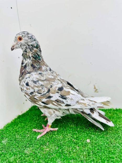  - Nu îmi aparțin 6