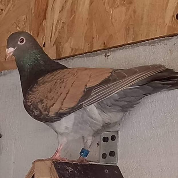  - Nu îmi aparțin 6