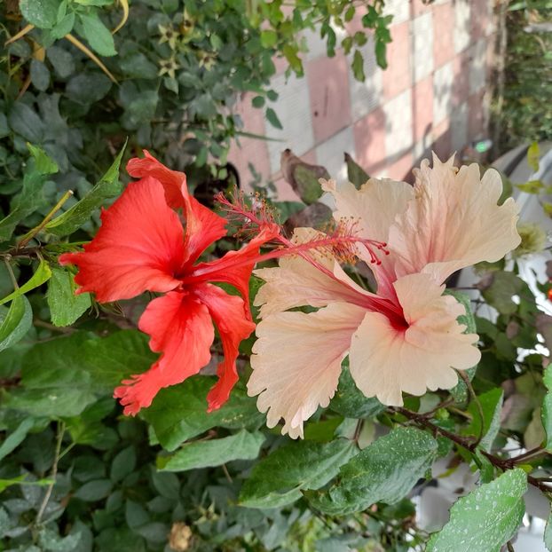 20.09.2023 - HIBISCUSI 2023-2