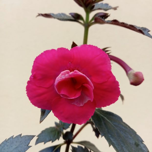 Pink Martini - - 2023