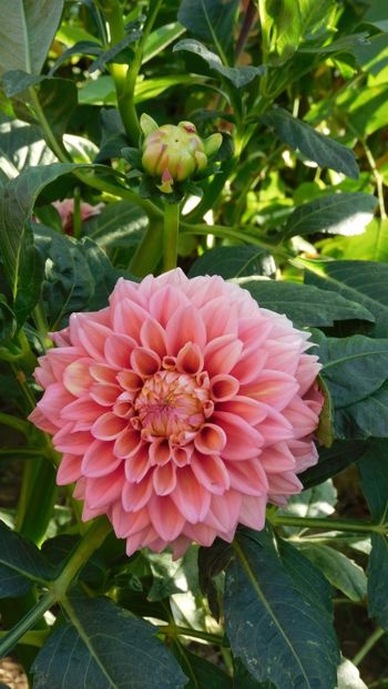 Romance - -Dalii 2023