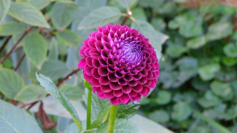 Dawnheim royal - -Dalii 2023