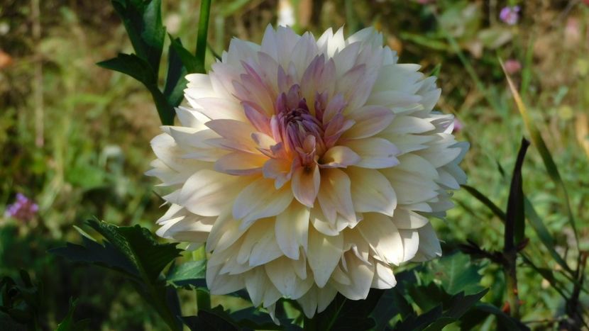 Joel s favourite - -Dalii 2023