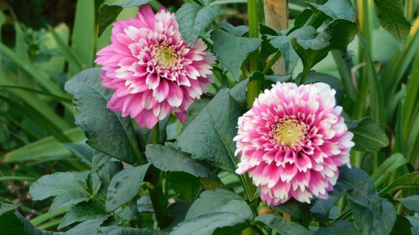 Fuzzy wuzzy - -Dalii 2023