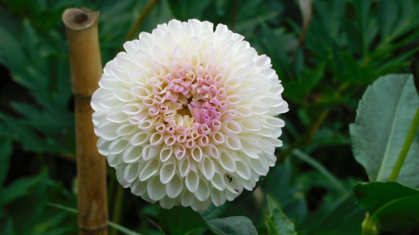 Pink pearl - -Dalii 2023