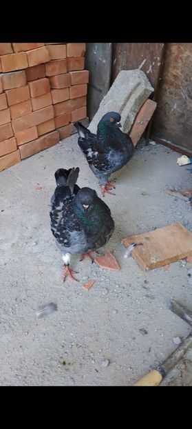 Screenshot_20230913_145804_Gallery - DE VANZARE