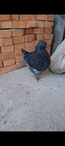 Screenshot_20230913_145626_Gallery - DE VANZARE