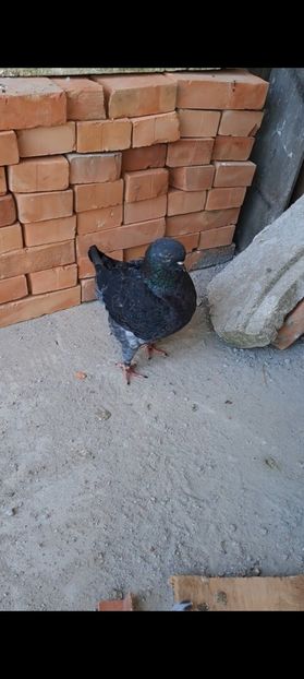 Screenshot_20230913_145616_Gallery - DE VANZARE