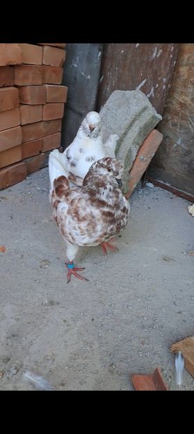 Screenshot_20230913_145427_Gallery - DE VANZARE