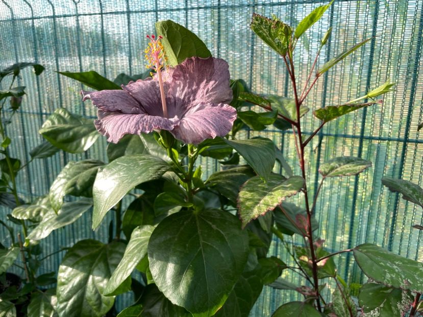  - 001 - Hibiscusi 2023