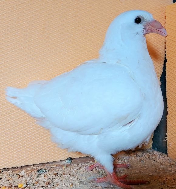  - 3---AGH DAȚI 2019 - 2025