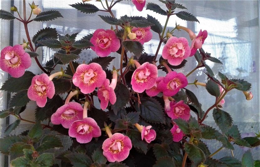 20230921_104754-1 - 000014 ACHIMENES
