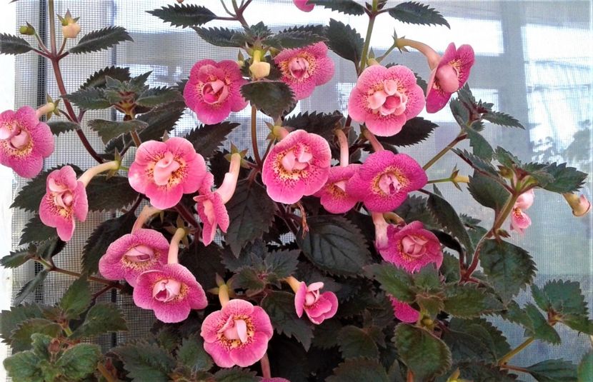  - 000014 ACHIMENES