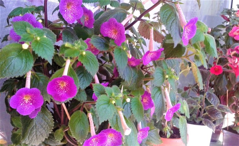  - 000014 ACHIMENES