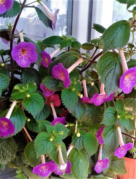  - 000014 ACHIMENES