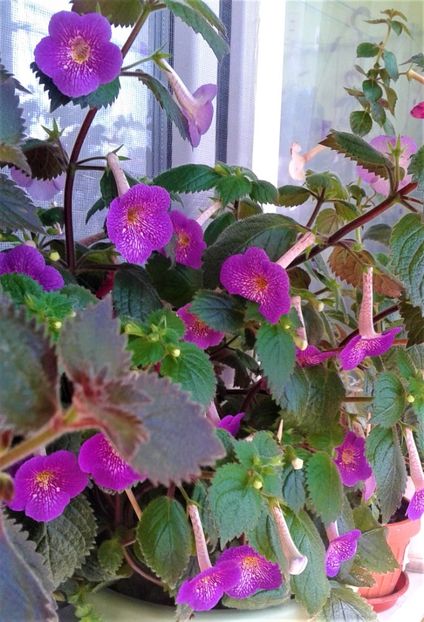  - 000014 ACHIMENES