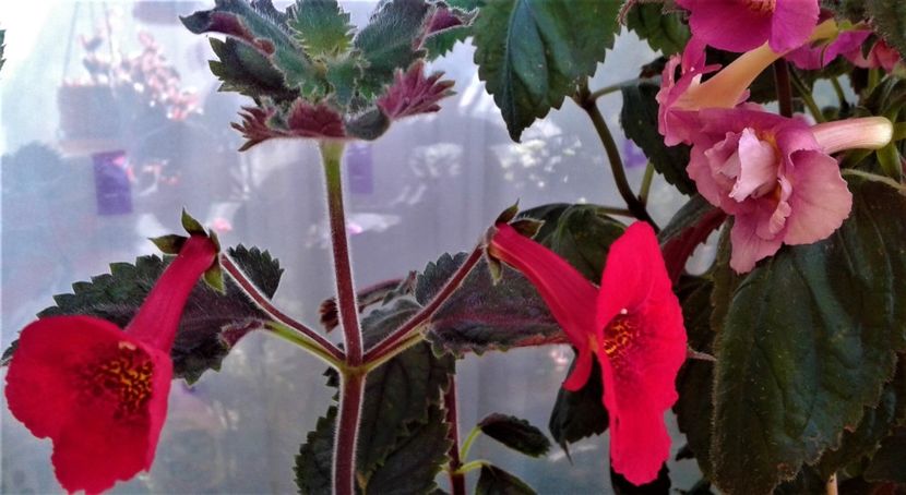  - 000014 ACHIMENES